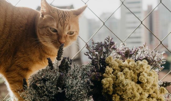 a cat smelling a plant