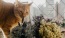 a cat smelling a plant